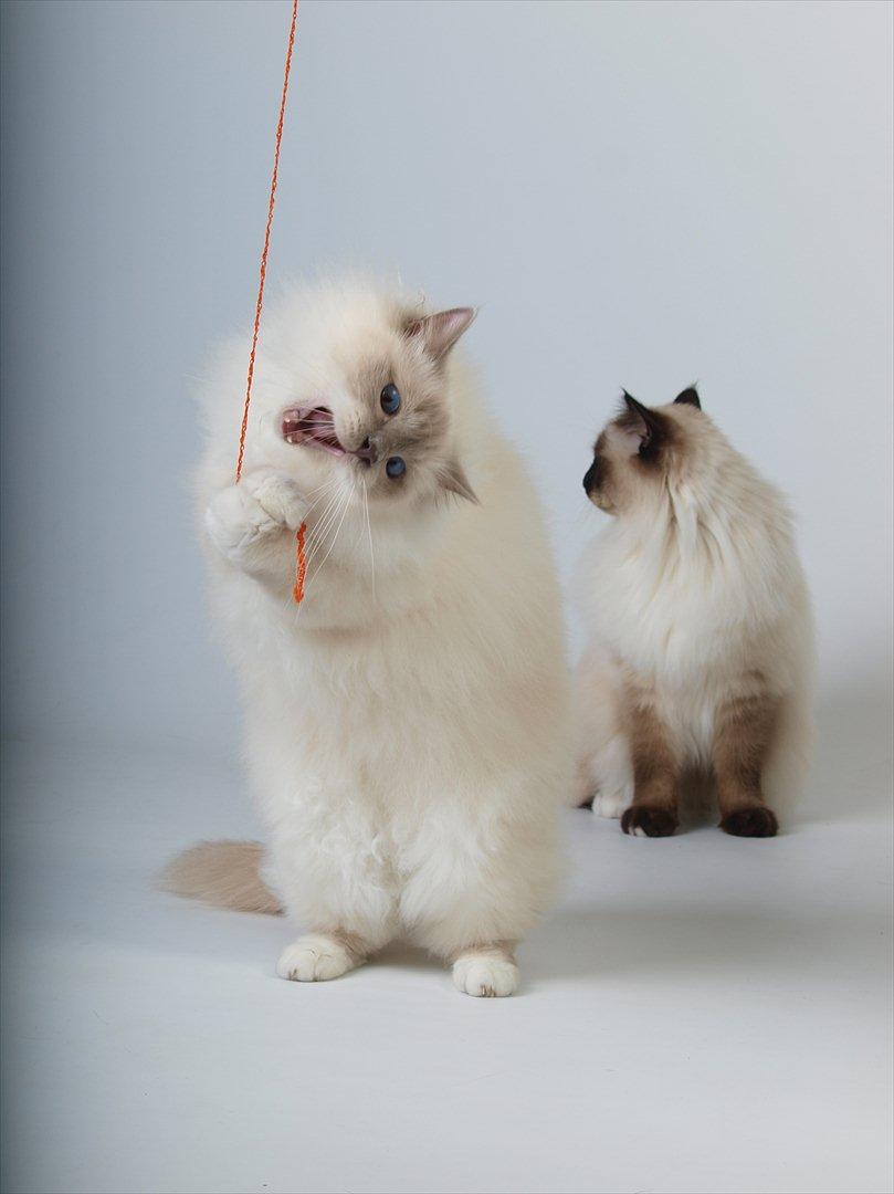 Hellig Birma Con Meo's Tic Tac (Zuma) billede 7