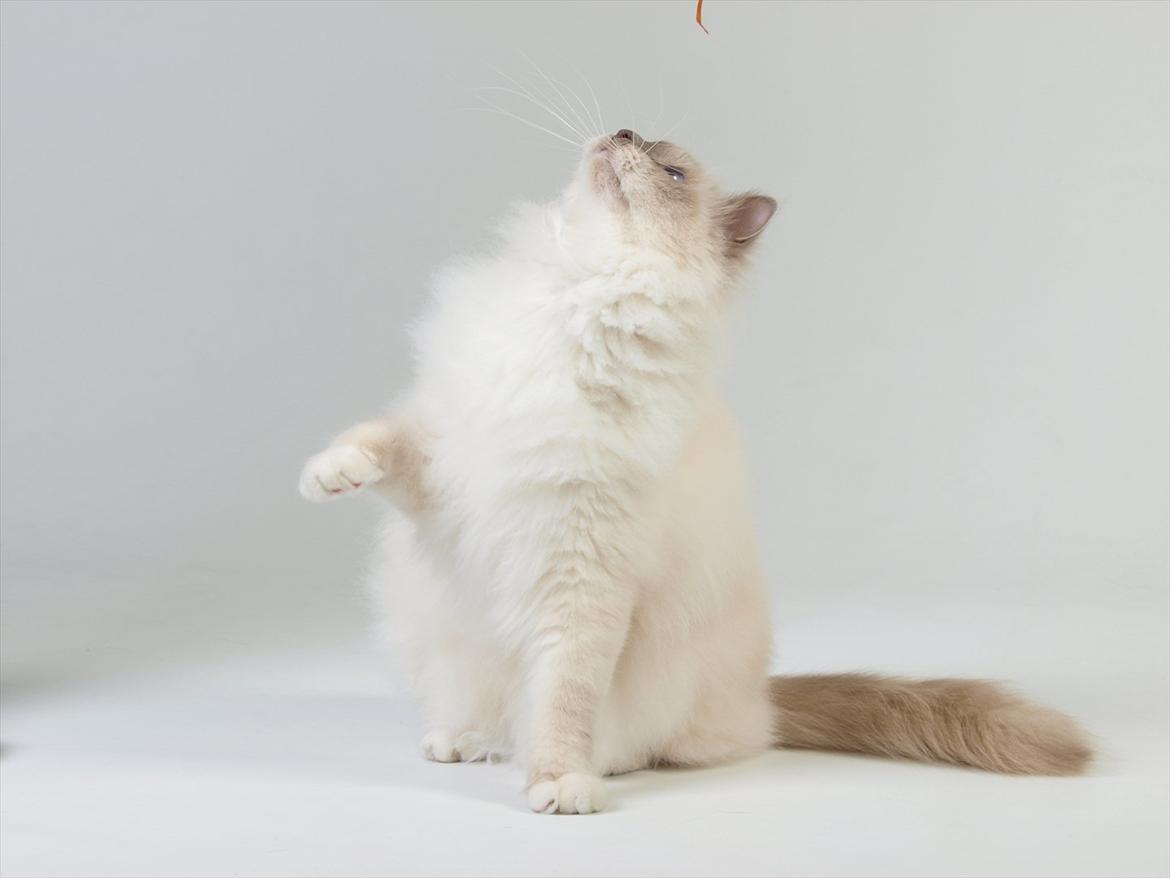 Hellig Birma Con Meo's Tic Tac (Zuma) billede 8