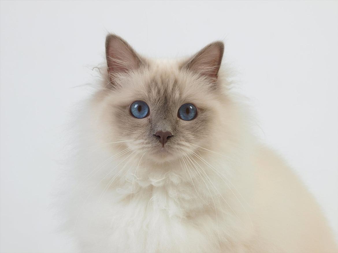 Hellig Birma Con Meo's Tic Tac (Zuma) billede 1