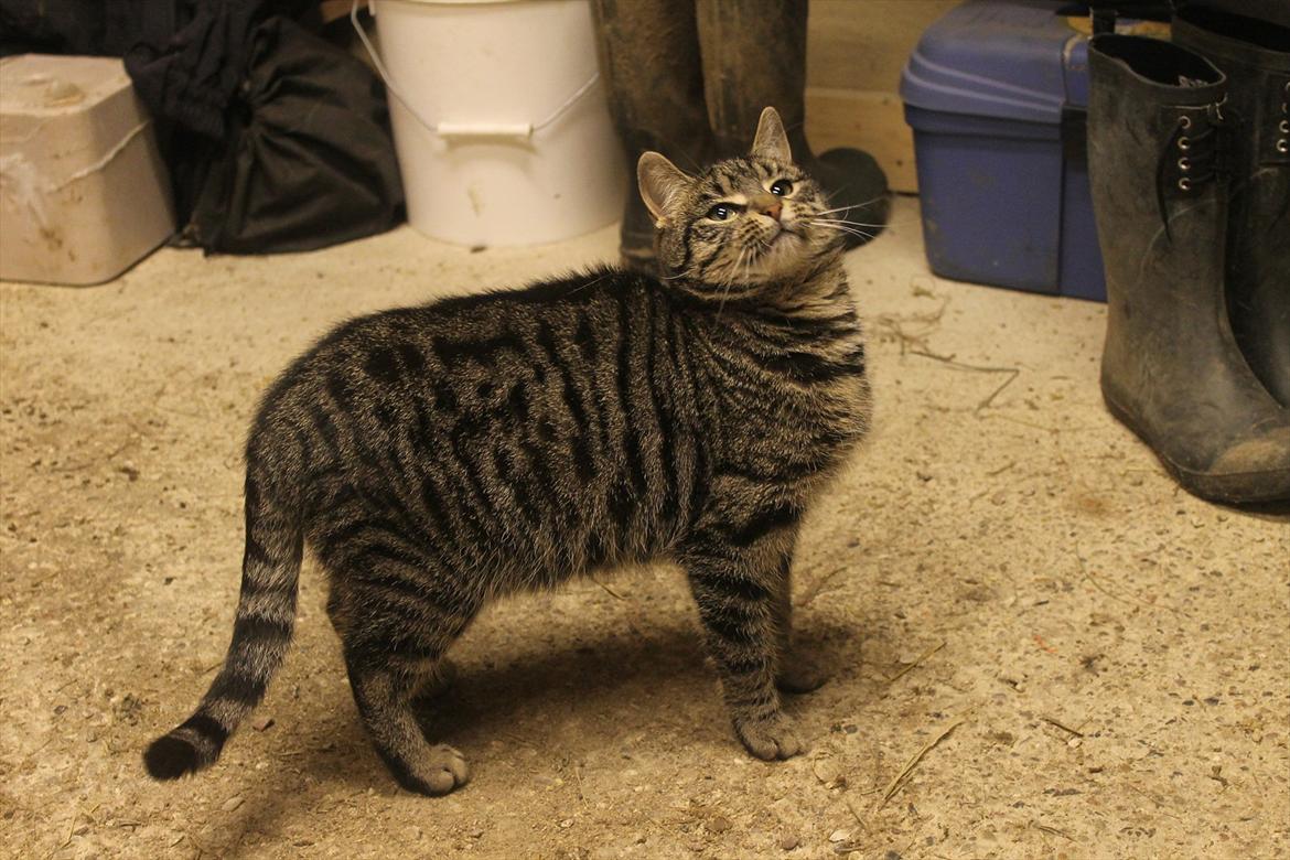 Blanding af racer Dorrit - staldkat billede 3