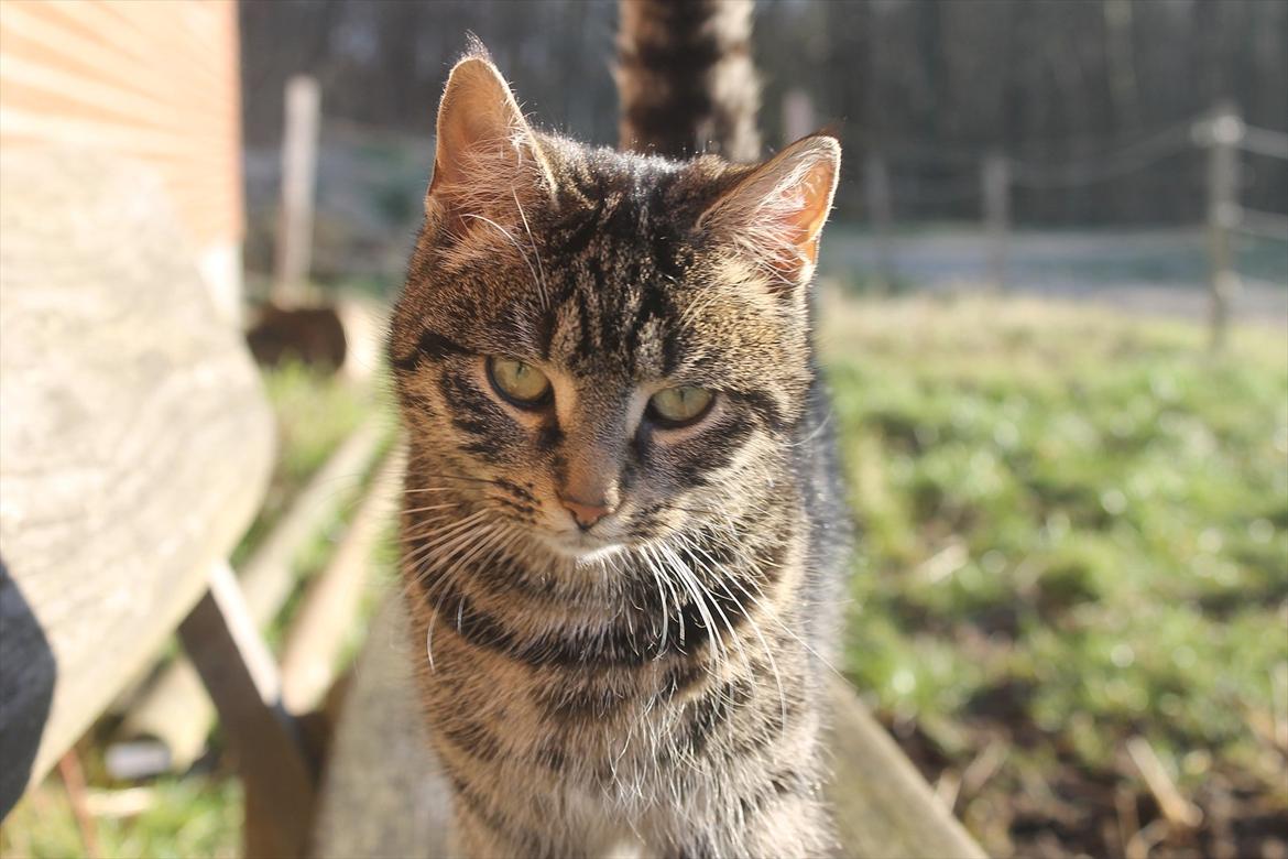 Blanding af racer Dorrit - staldkat - Velkommen til Dorrits profil. billede 1