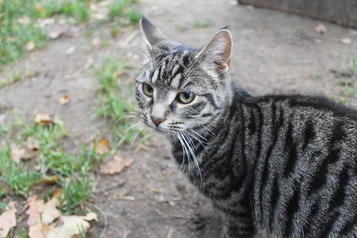 Blanding af racer Dorrit - staldkat billede 4