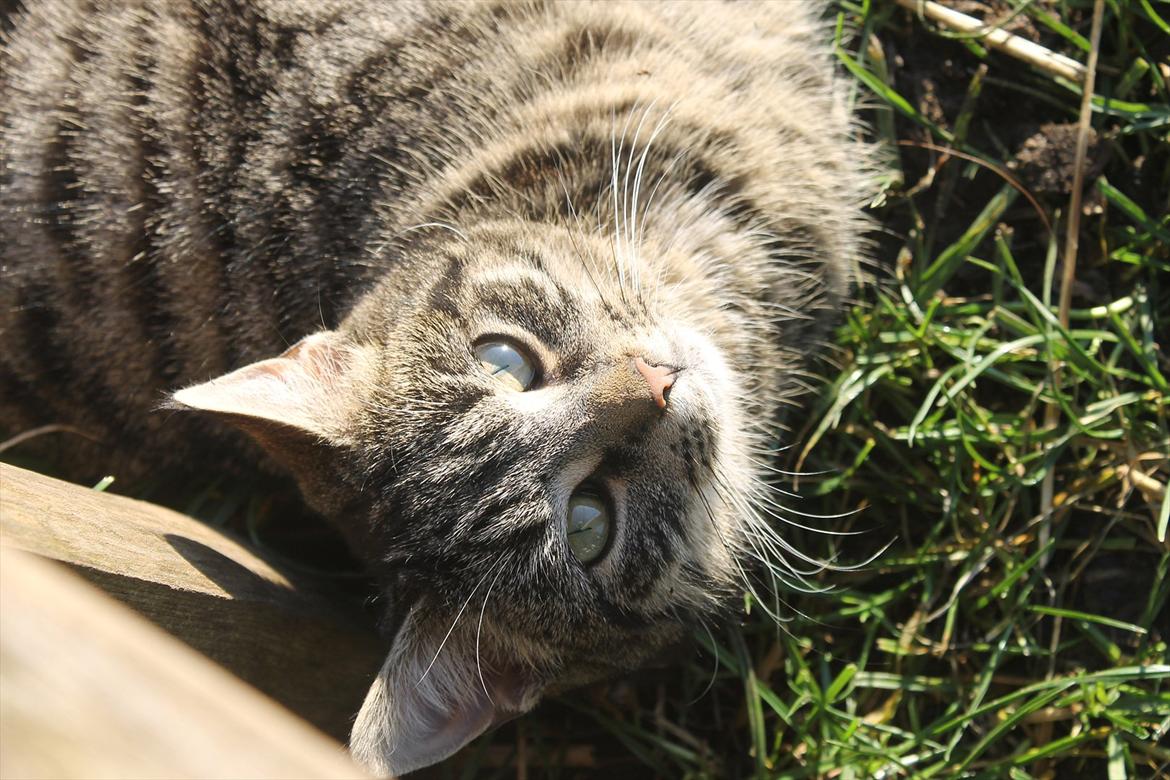 Blanding af racer Dorrit - staldkat billede 10