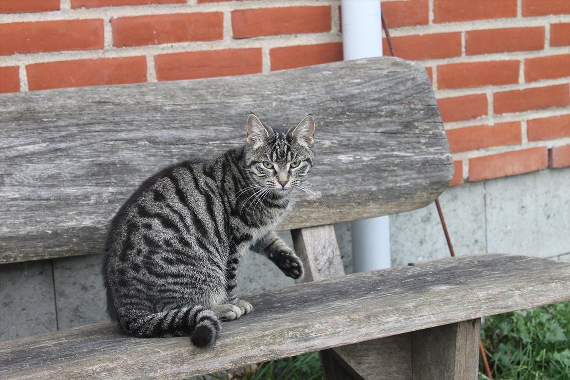 Blanding af racer Dorrit - staldkat billede 6