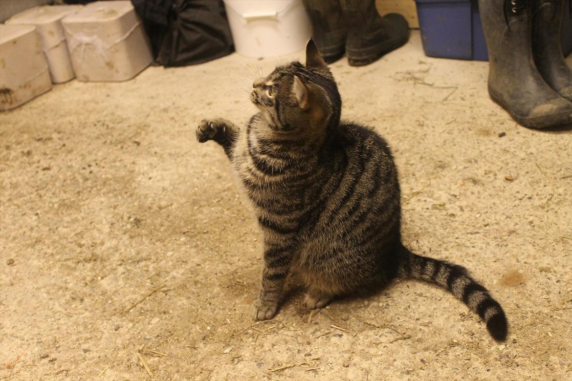 Blanding af racer Dorrit - staldkat billede 7