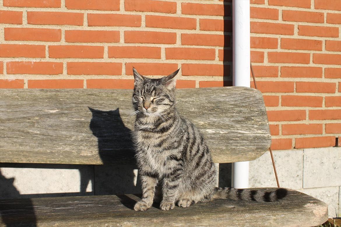 Blanding af racer Dorrit - staldkat billede 8