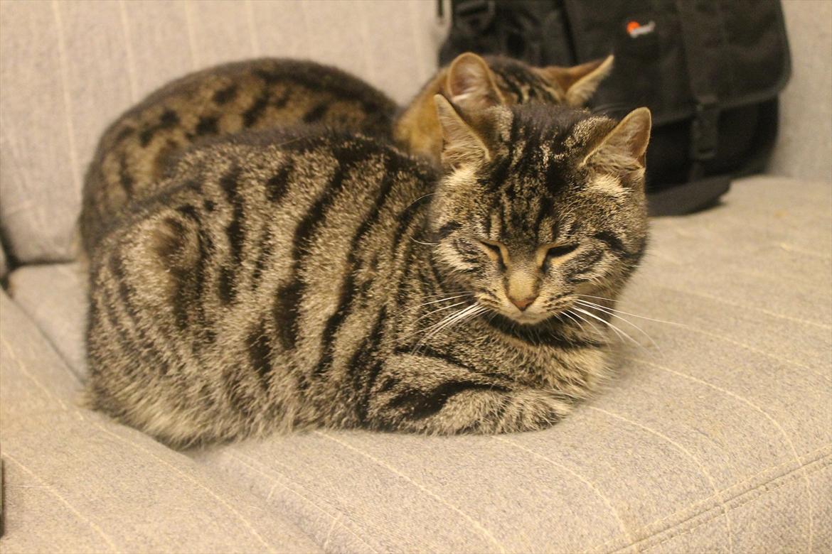 Blanding af racer Dorrit - staldkat billede 9