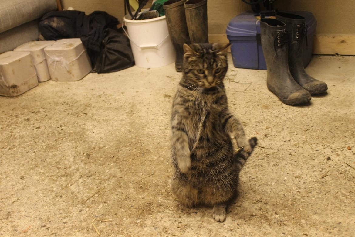 Blanding af racer Dorrit - staldkat billede 5