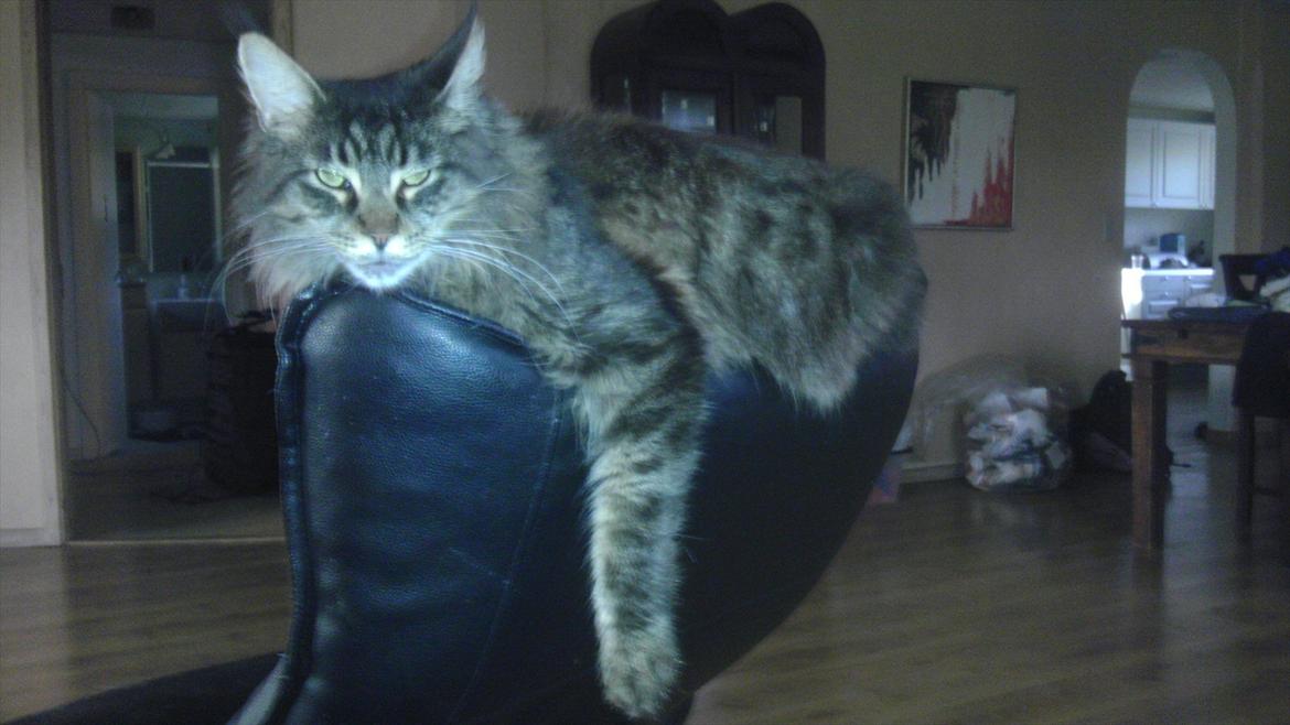 Maine Coon Sam billede 7