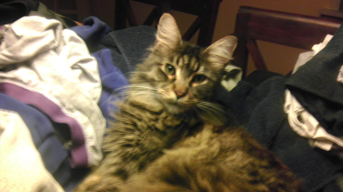 Maine Coon Sam - Sam har fundet vasketøjet:-)  billede 8