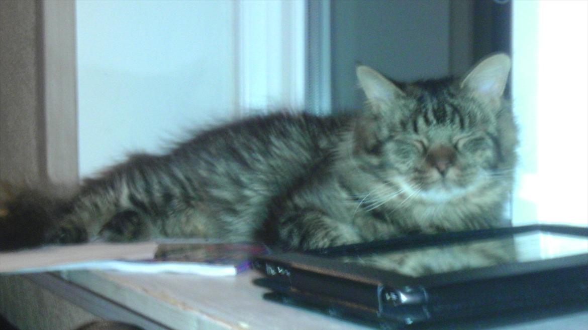 Maine Coon Timon - Her er Timon et år og en måned. Han fiser lige lidt husleje af i karmen:-)  billede 9