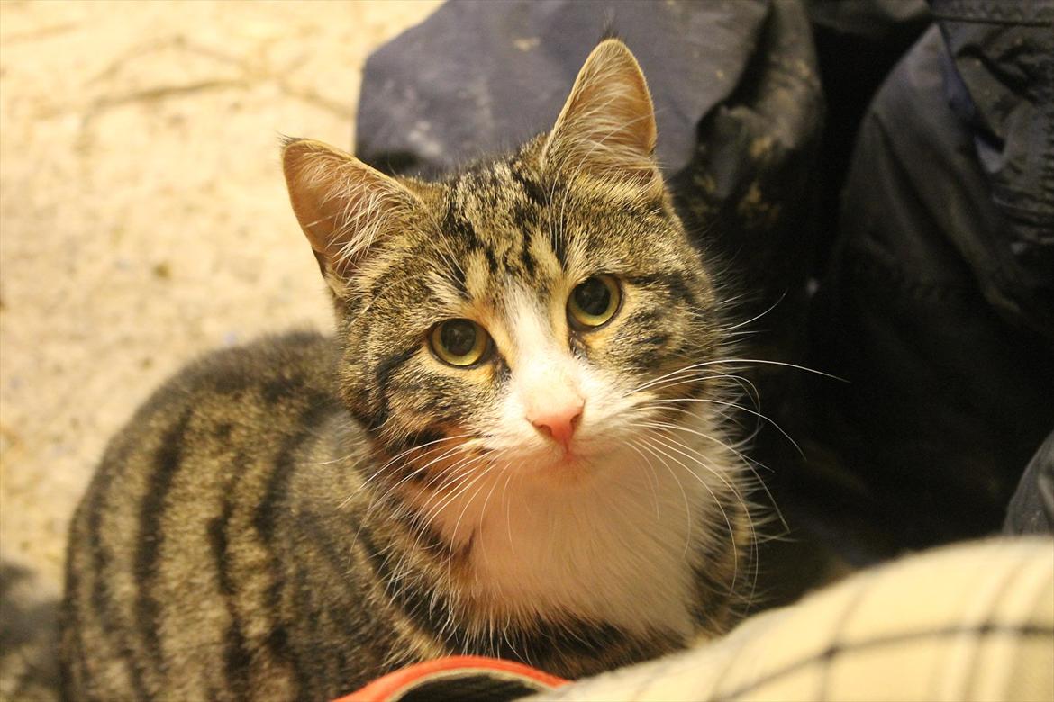 Blanding af racer Porsche - Staldkat - Velkommen til Porsches profil. billede 1