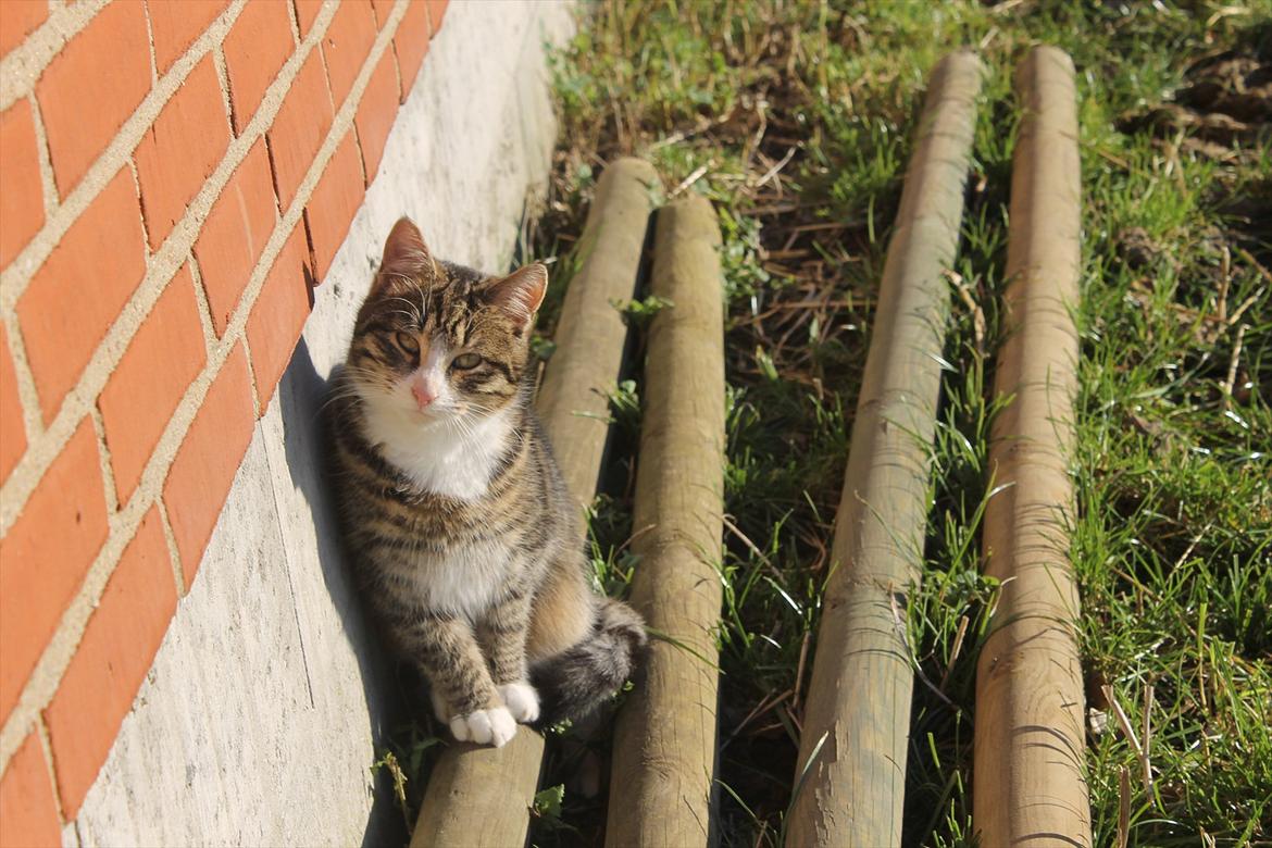 Blanding af racer Porsche - Staldkat billede 3