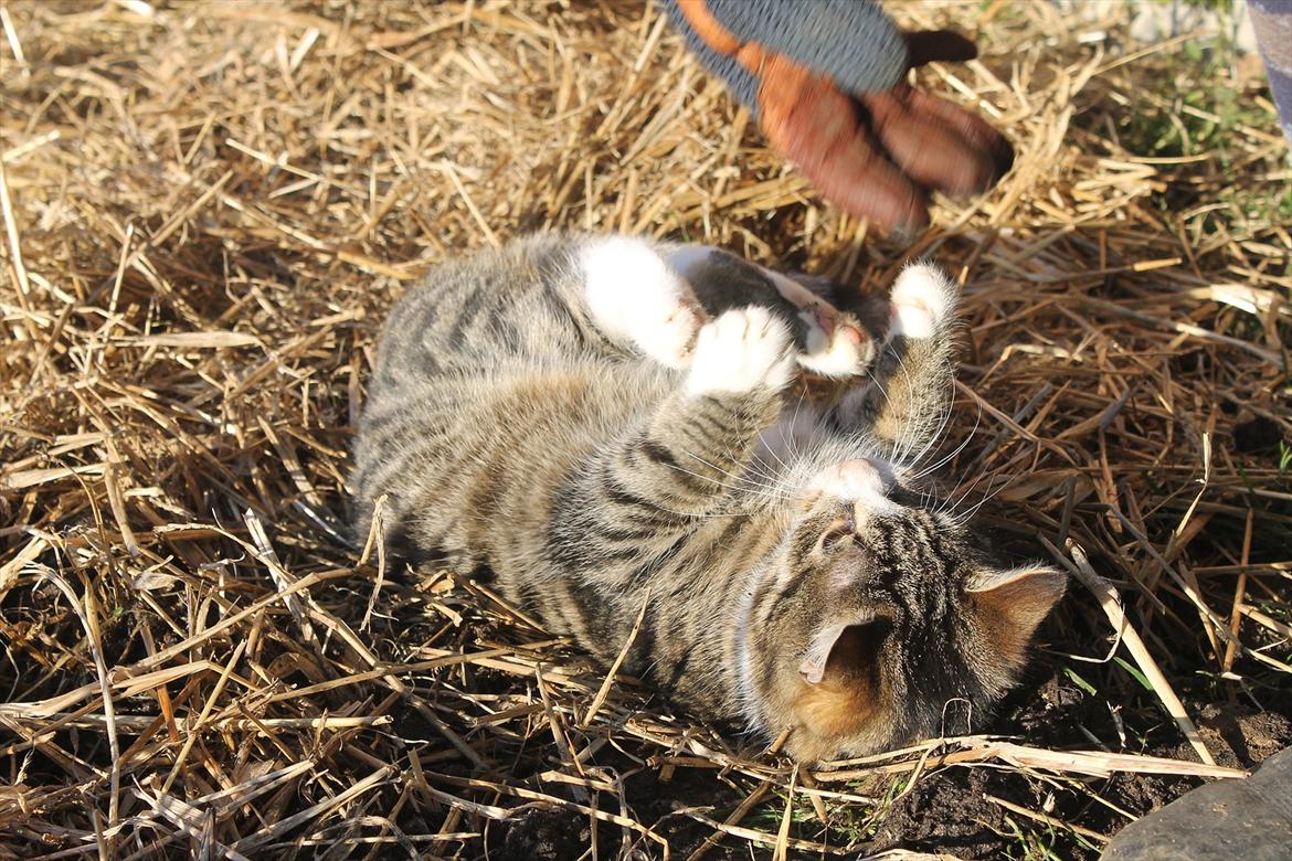 Blanding af racer Porsche - Staldkat billede 4