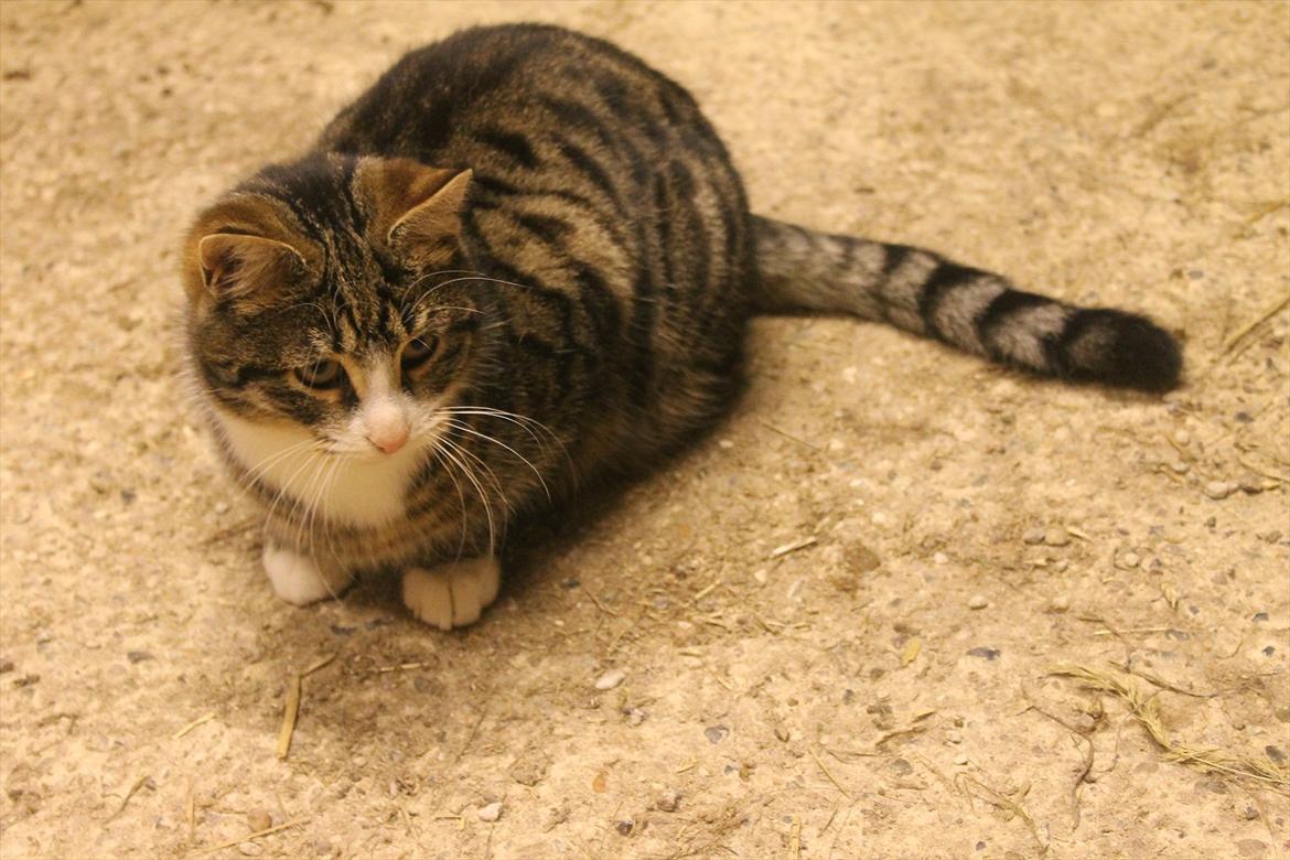 Blanding af racer Porsche - Staldkat billede 5