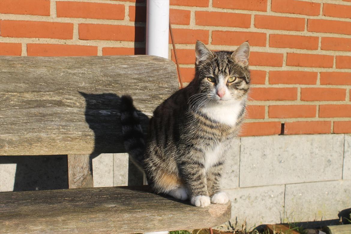 Blanding af racer Porsche - Staldkat billede 6