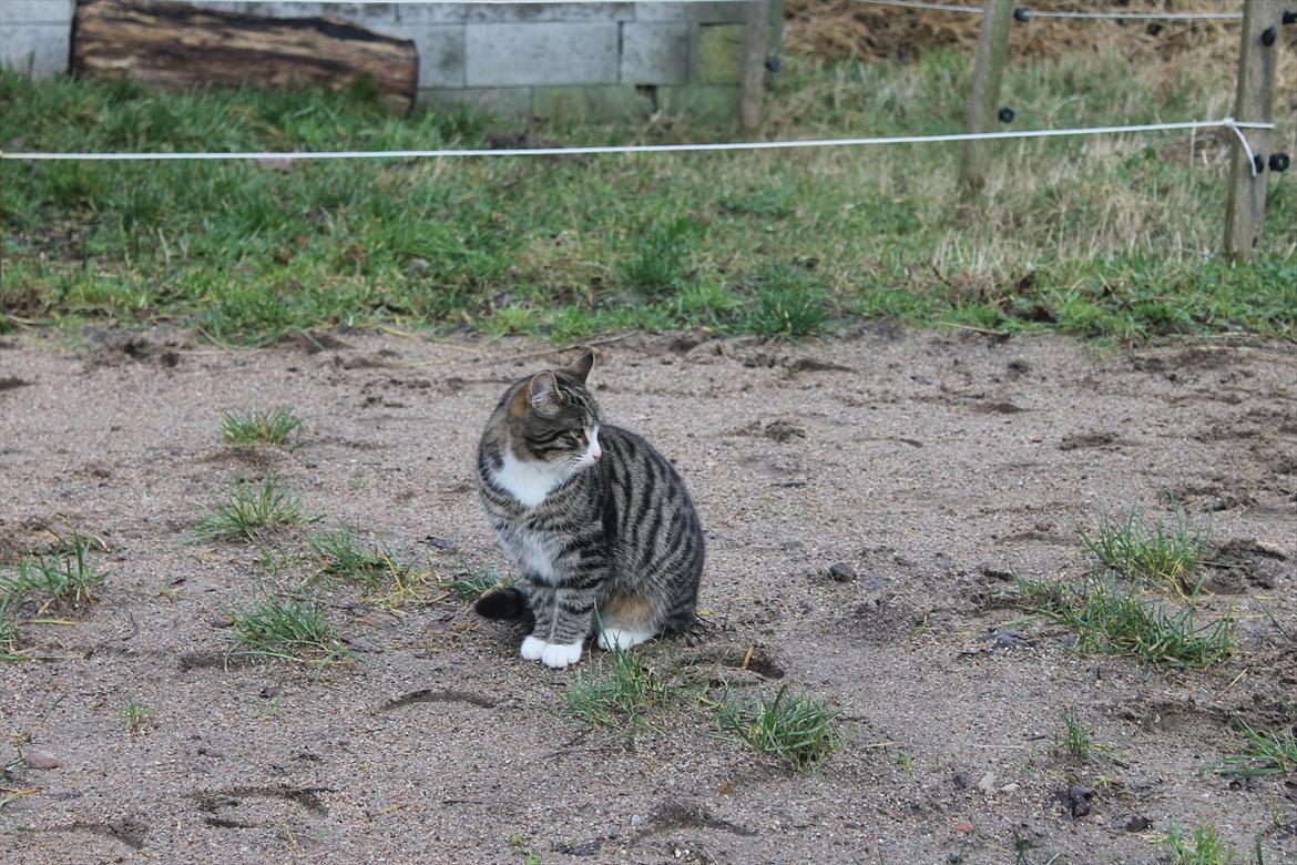 Blanding af racer Porsche - Staldkat billede 8