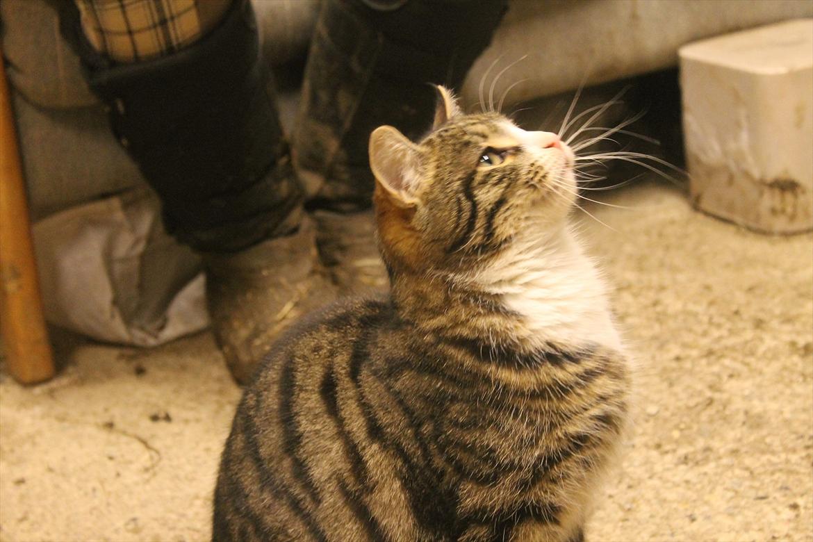 Blanding af racer Porsche - Staldkat billede 9