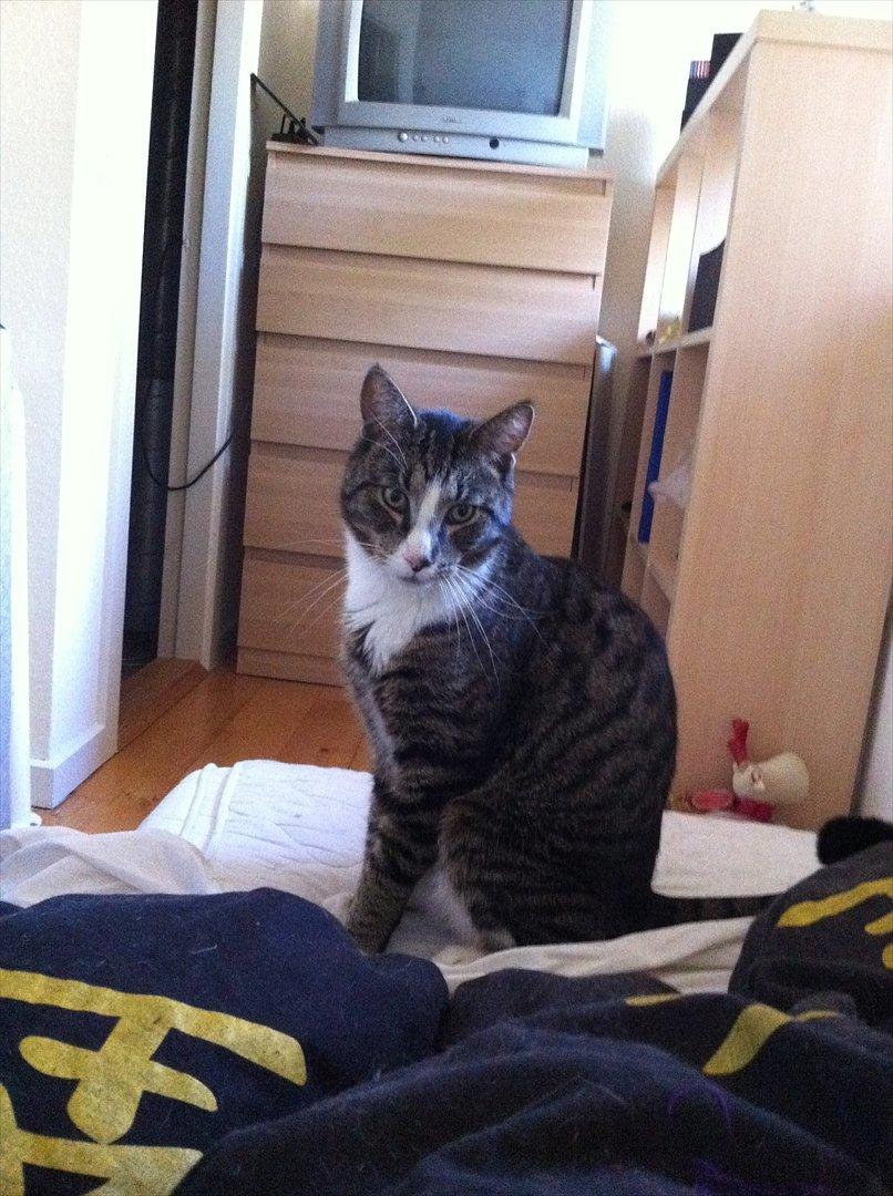 Huskat Sigurd billede 6