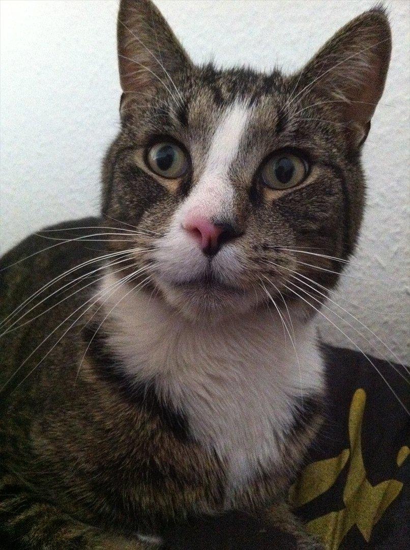 Huskat Sigurd billede 7