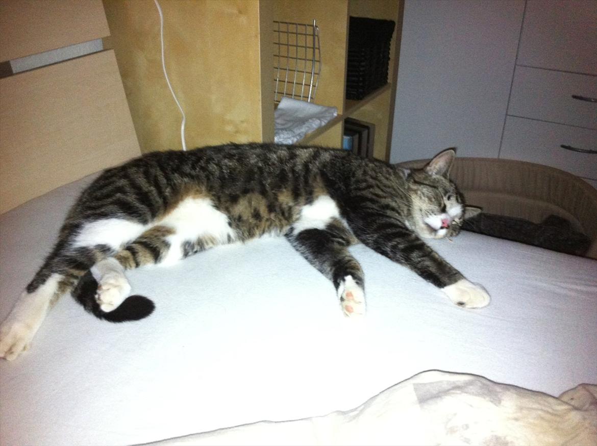 Huskat Sigurd billede 8