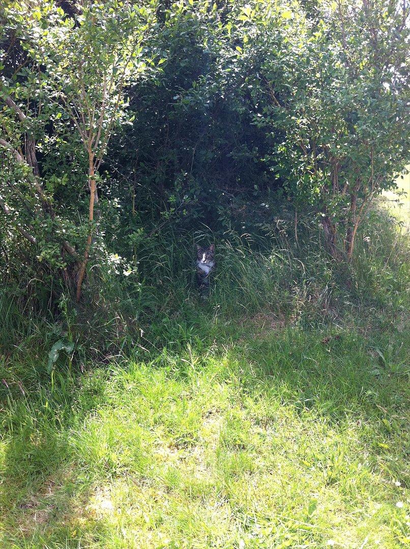 Huskat Sigurd billede 9