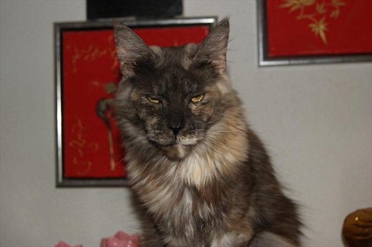 Maine Coon Harndahls Billie Jean  billede 1