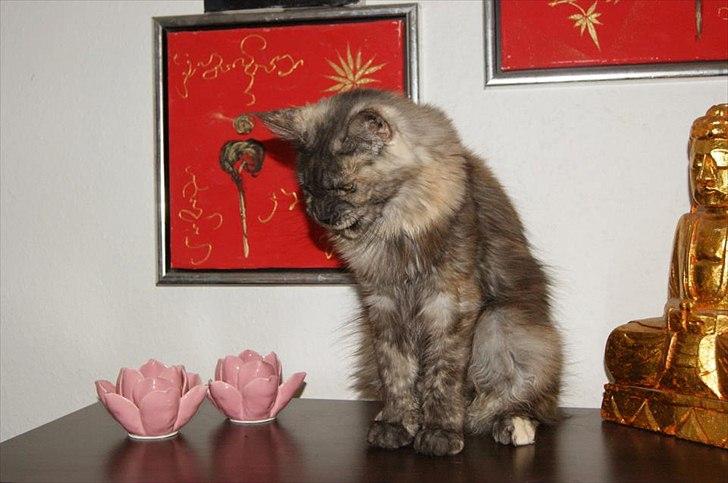 Maine Coon Harndahls Billie Jean  billede 2