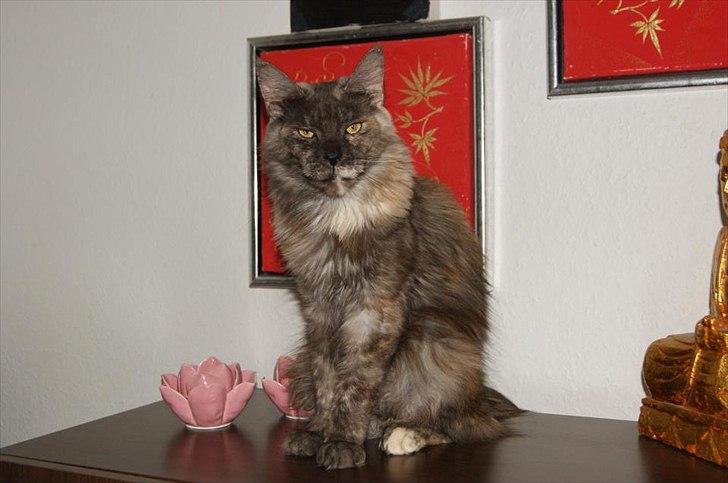 Maine Coon Harndahls Billie Jean  billede 3