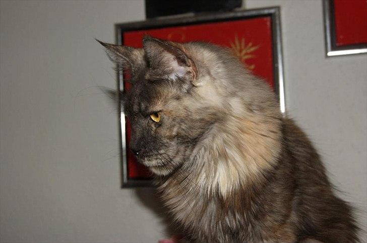 Maine Coon Harndahls Billie Jean  billede 4