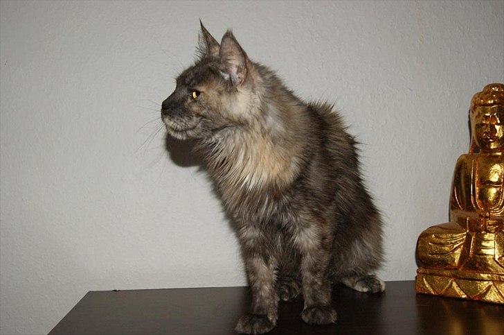 Maine Coon Harndahls Billie Jean  billede 5
