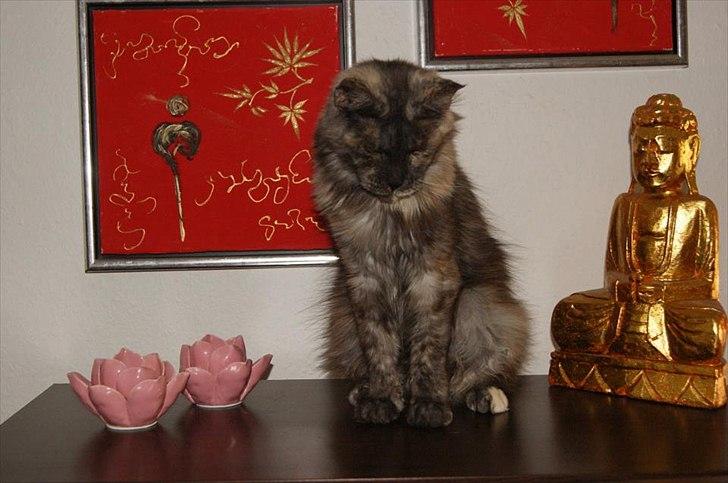 Maine Coon Harndahls Billie Jean  billede 6