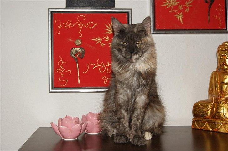 Maine Coon Harndahls Billie Jean  billede 7