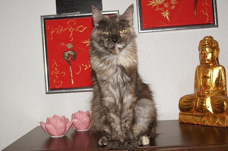Maine Coon Harndahls Billie Jean  billede 8