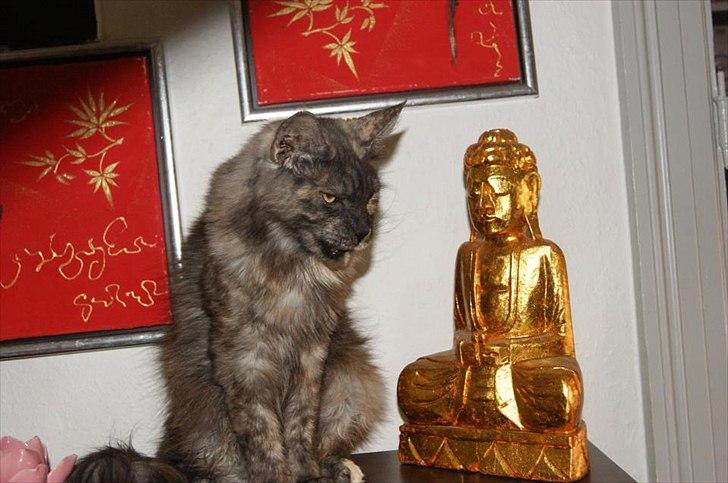 Maine Coon Harndahls Billie Jean  billede 10