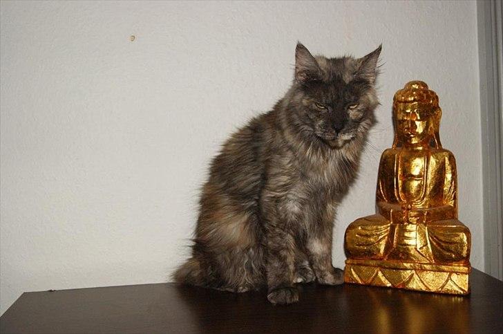 Maine Coon Harndahls Billie Jean  billede 11