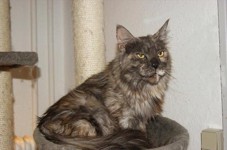 Maine Coon Harndahls Billie Jean  billede 12