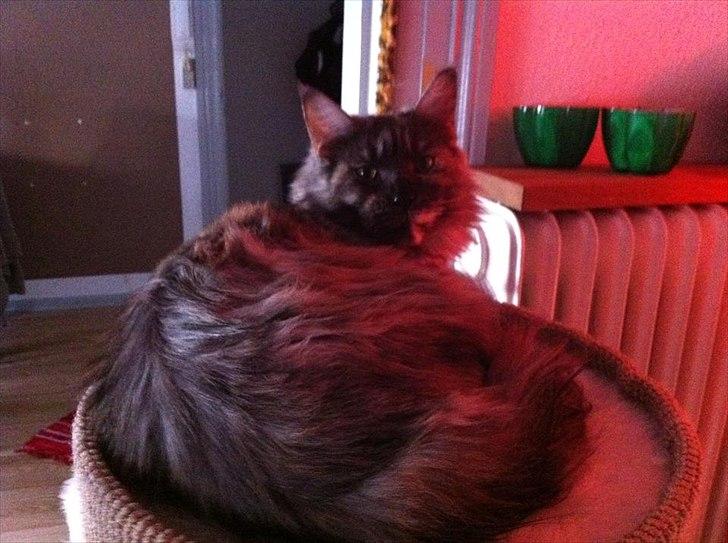 Maine Coon Harndahls Billie Jean  billede 13