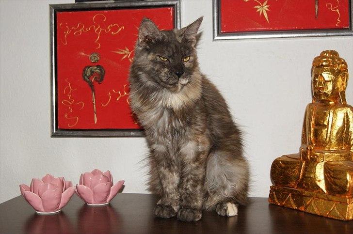 Maine Coon Harndahls Billie Jean  billede 14