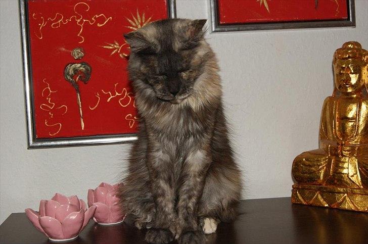 Maine Coon Harndahls Billie Jean  billede 15