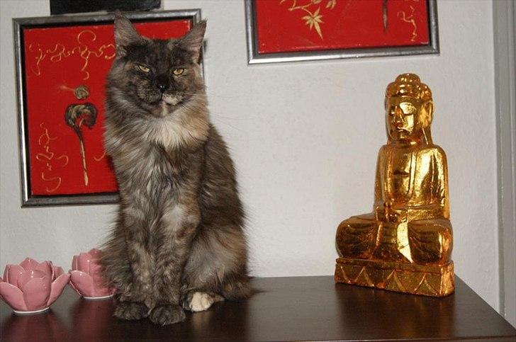 Maine Coon Harndahls Billie Jean  billede 16