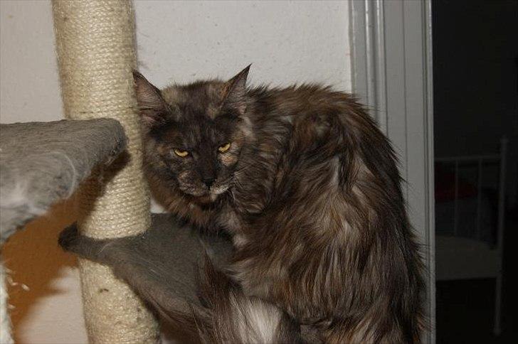Maine Coon Harndahls Billie Jean  billede 17