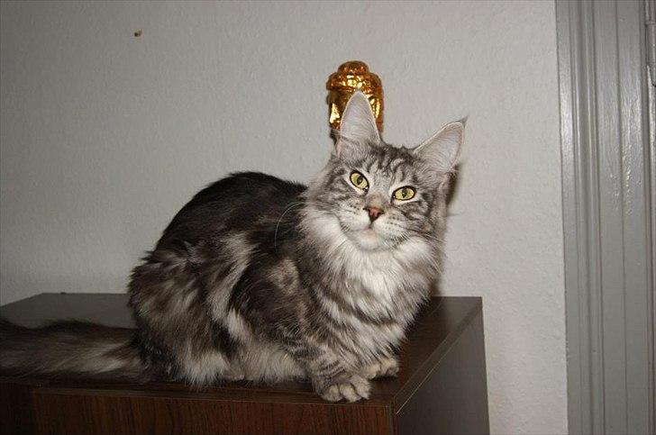 Maine Coon Coonations Mauna Loa  billede 1