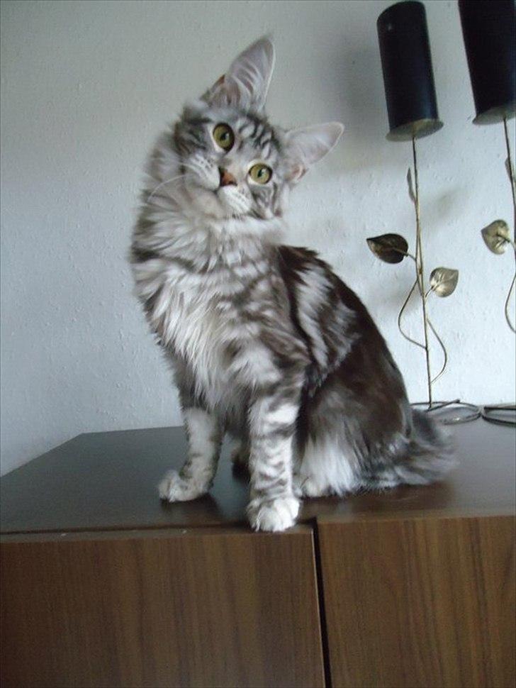 Maine Coon Coonations Mauna Loa  billede 2