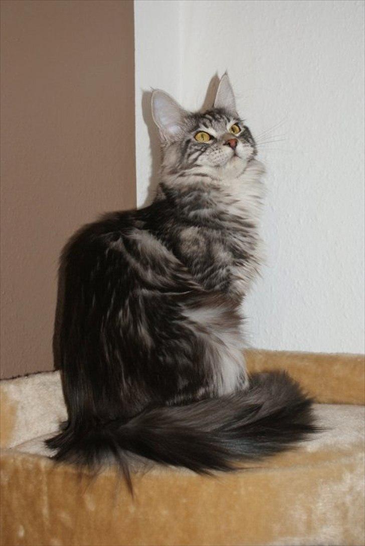Maine Coon Coonations Mauna Loa  billede 3