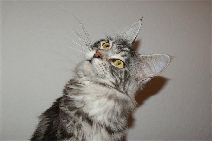 Maine Coon Coonations Mauna Loa  billede 4