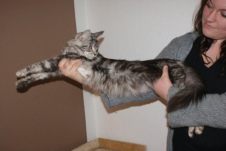 Maine Coon Coonations Mauna Loa  billede 5