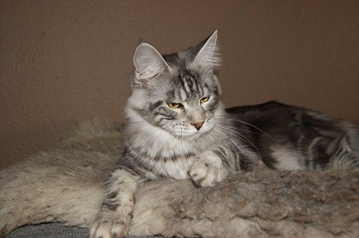 Maine Coon Coonations Mauna Loa  billede 6