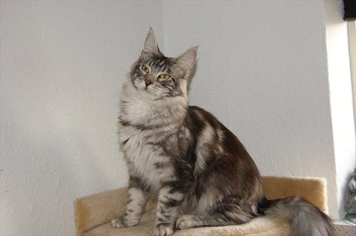 Maine Coon Coonations Mauna Loa  billede 7