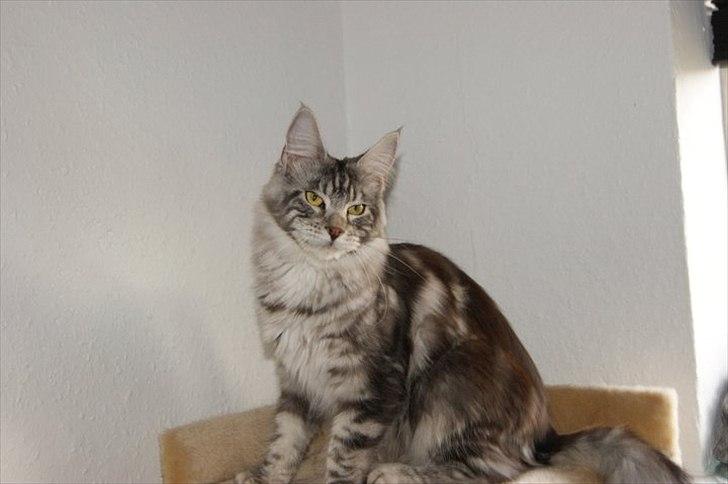 Maine Coon Coonations Mauna Loa  billede 8